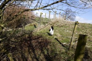 barnard castle ox pasture farm 42 sm.jpg